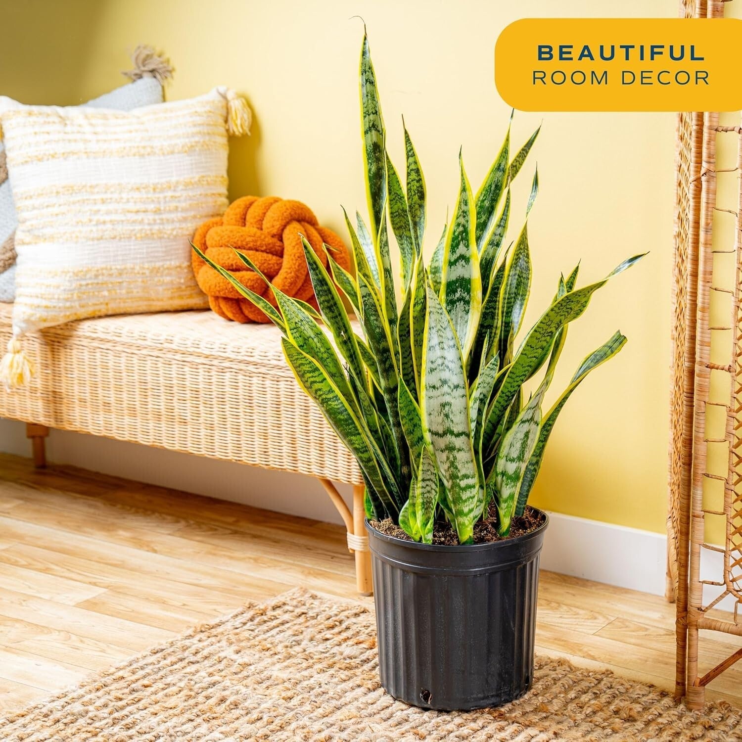 Elegant 3-4 Feet Tall Snake Plant in 12-Inch Pot | Air Purifying Houseplant