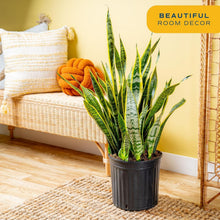 Load image into Gallery viewer, Elegant 3-4 Feet Tall Snake Plant in 12-Inch Pot | Air Purifying Houseplant