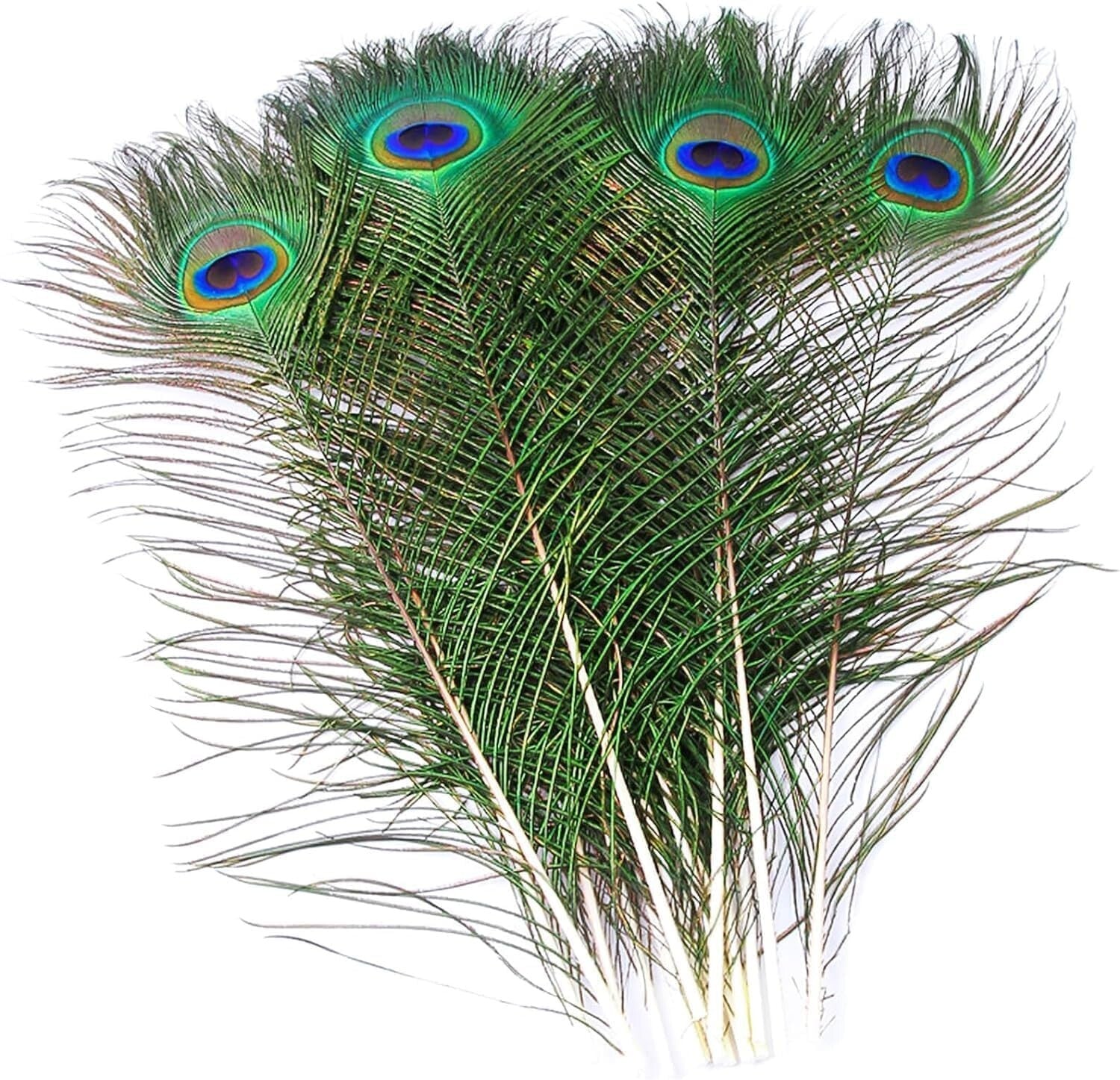 Genuine 100 Pack of Natural Peacock Feathers - Iridescent 16-18 Inch Lengths
