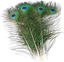 Load image into Gallery viewer, Genuine 100 Pack of Natural Peacock Feathers - Iridescent 16-18 Inch Lengths