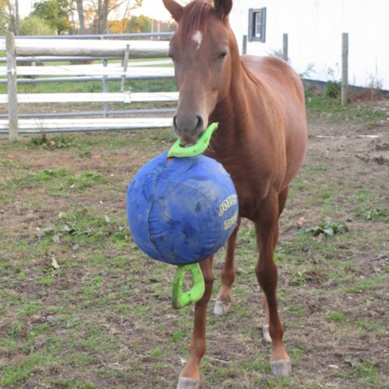 14" Jolly Tug Toy for Horses - Bright Blue, Machine Washable, All Breeds