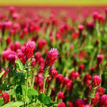 Load image into Gallery viewer, Crimson Clover Seeds - 232,000 Heirloom Seeds for Cover Crops and Pollinators