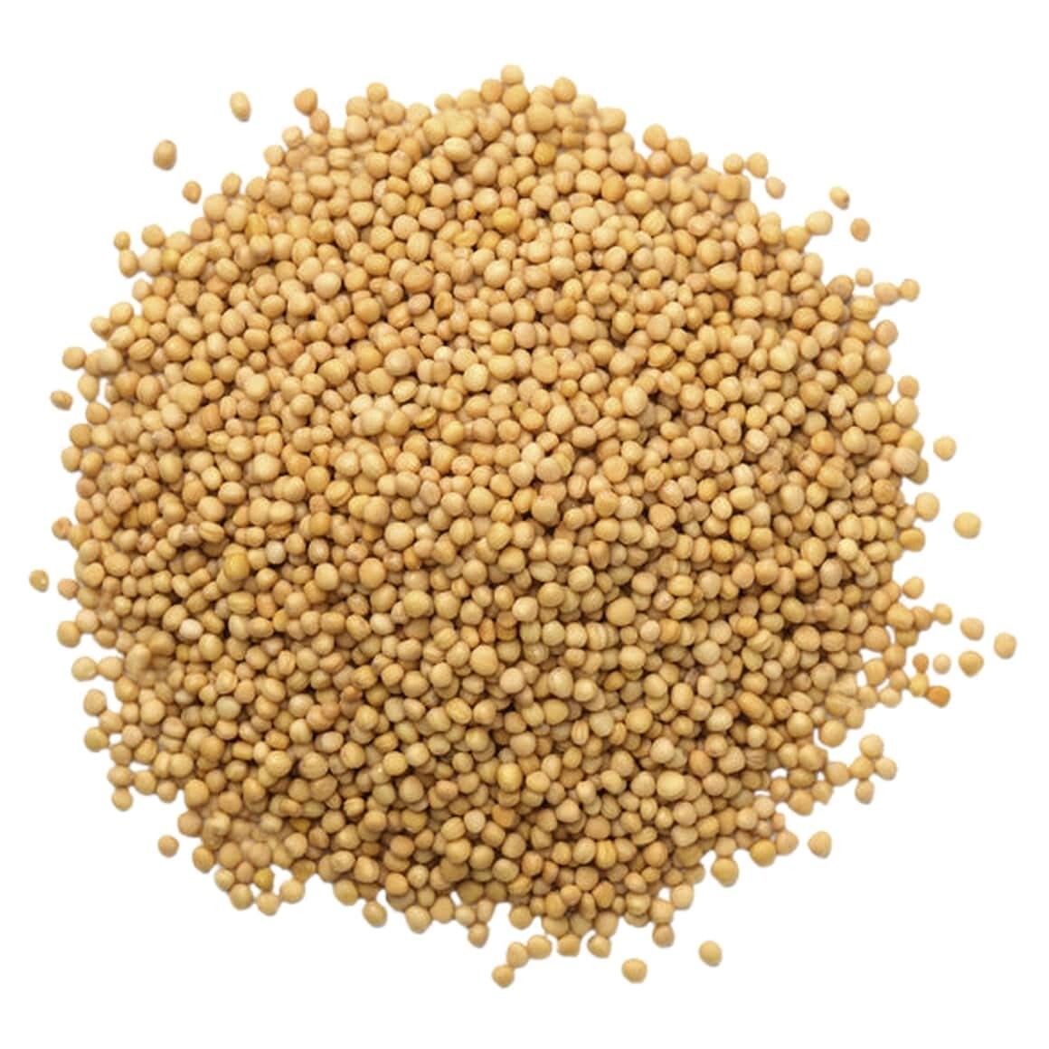 Whole Yellow Mustard Seeds, 20 Pounds - Natural, Pungent Flavor for Cooking