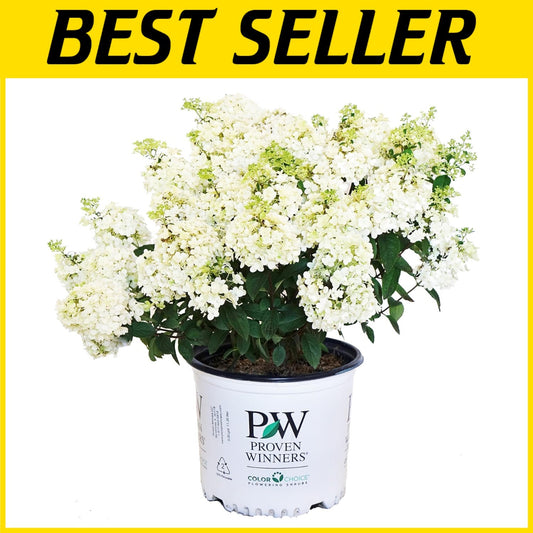 Low-Maintenance Bobo Hydrangea with Large White Blooms - Ideal for Home Gardens