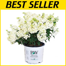 Load image into Gallery viewer, Low-Maintenance Bobo Hydrangea with Large White Blooms - Ideal for Home Gardens