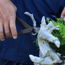 Load image into Gallery viewer, Hand Forged Bonsai Concave Branch Cutter - 8 inch Japanese Tool in Gift Box