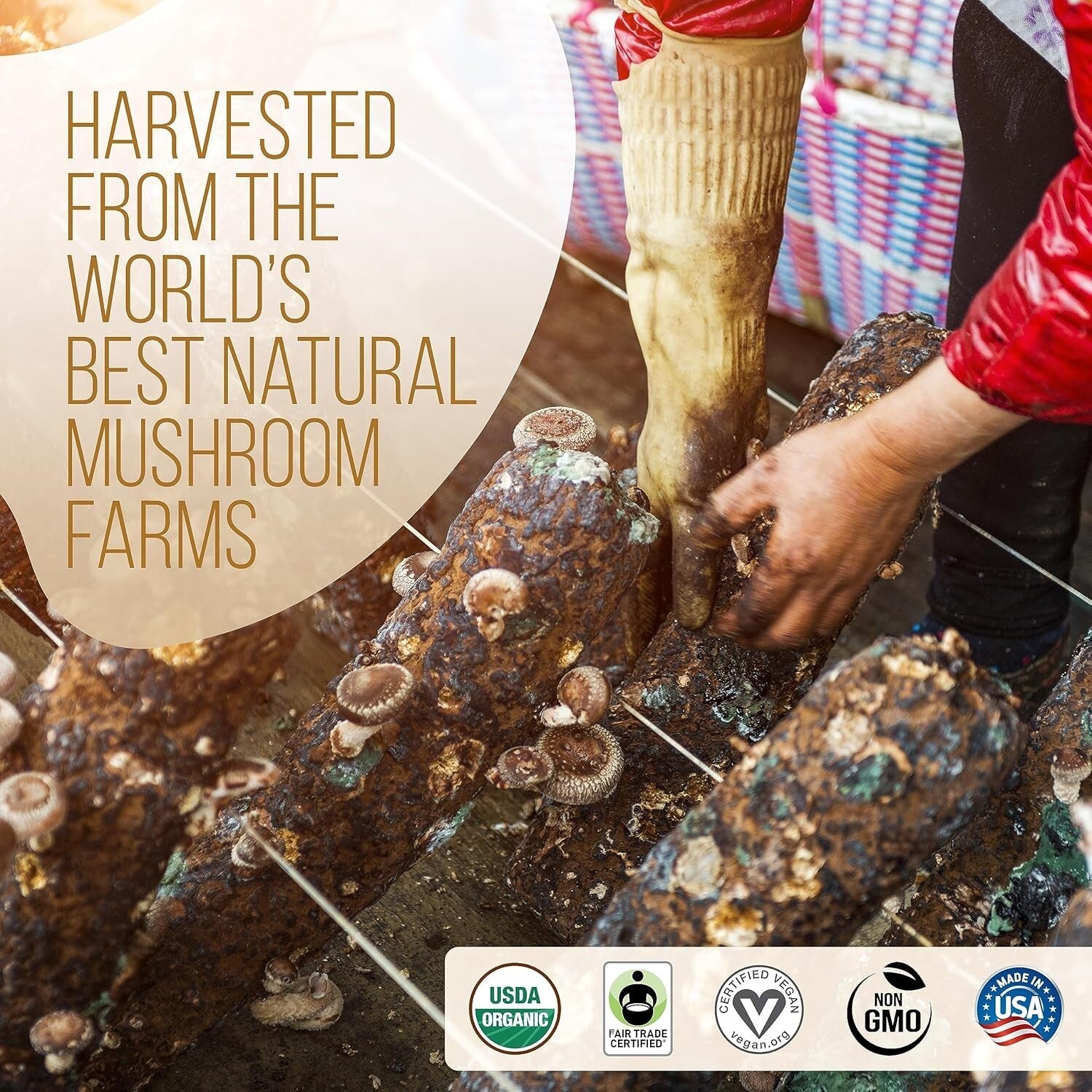 Experience Clean Energy: 120 Servings of La Republica Decaf Mushroom Coffee