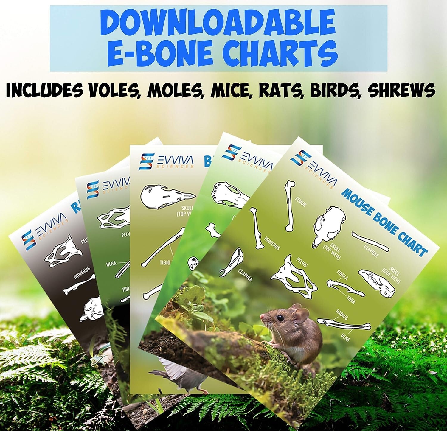 Educational Owl Pellet Dissection Kit with Variety of Sizes - Ideal for Ages 15+