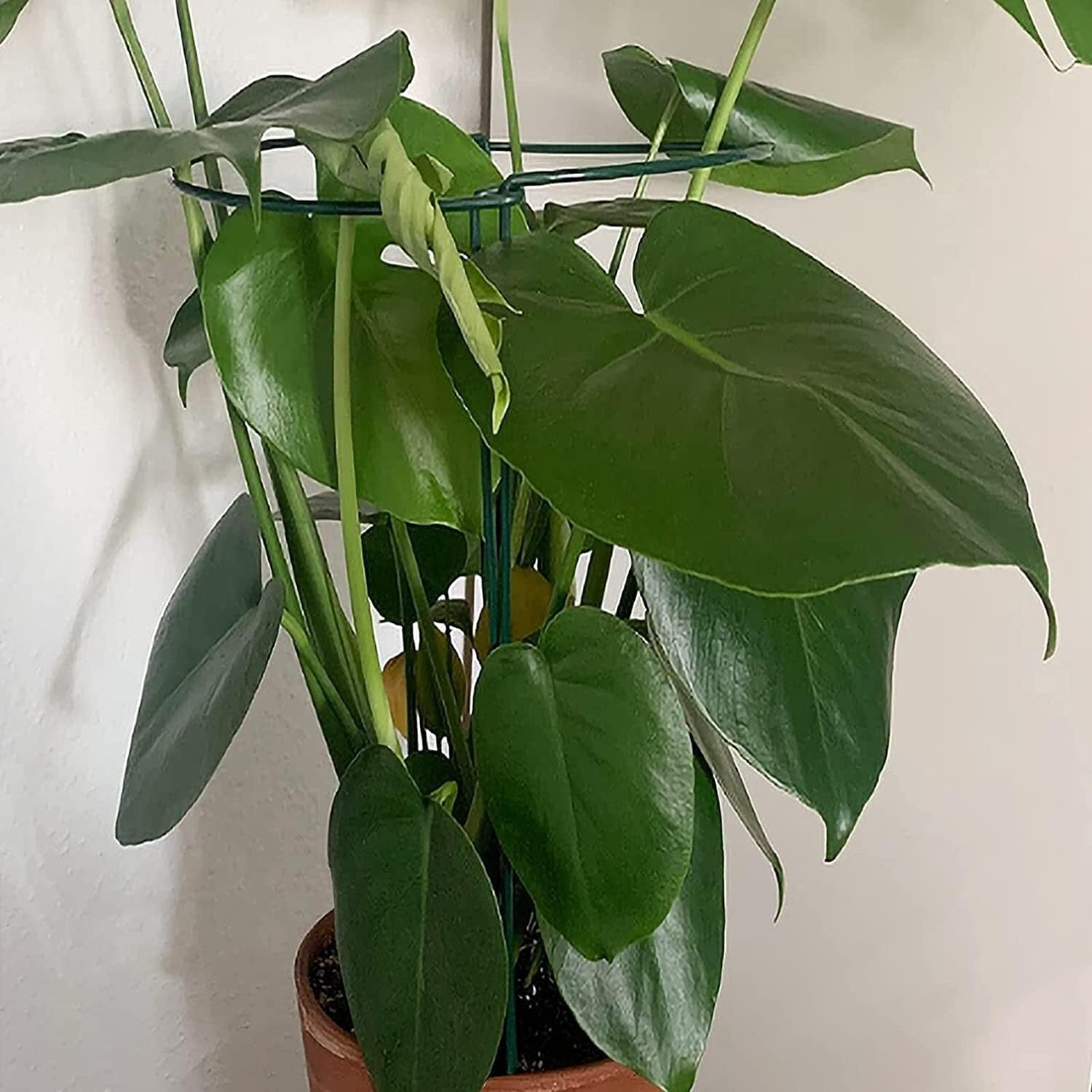 20 Pack Metal Plant Supports - 10" Wide x 24" High Interlocking Garden Cages