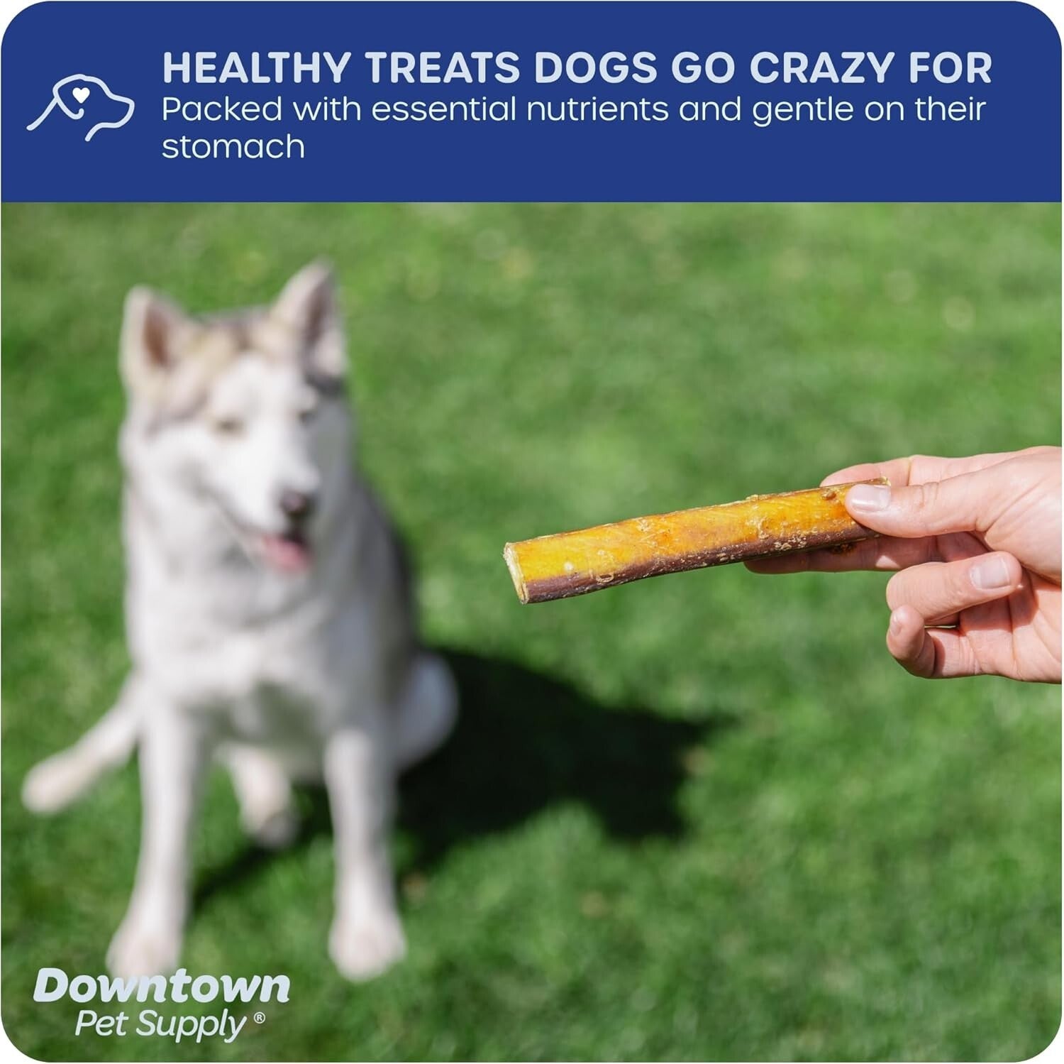 Natural 12 Inch Bully Stick Chews for Dogs - Grain-Free, Low Odor, 1 lb. Pack