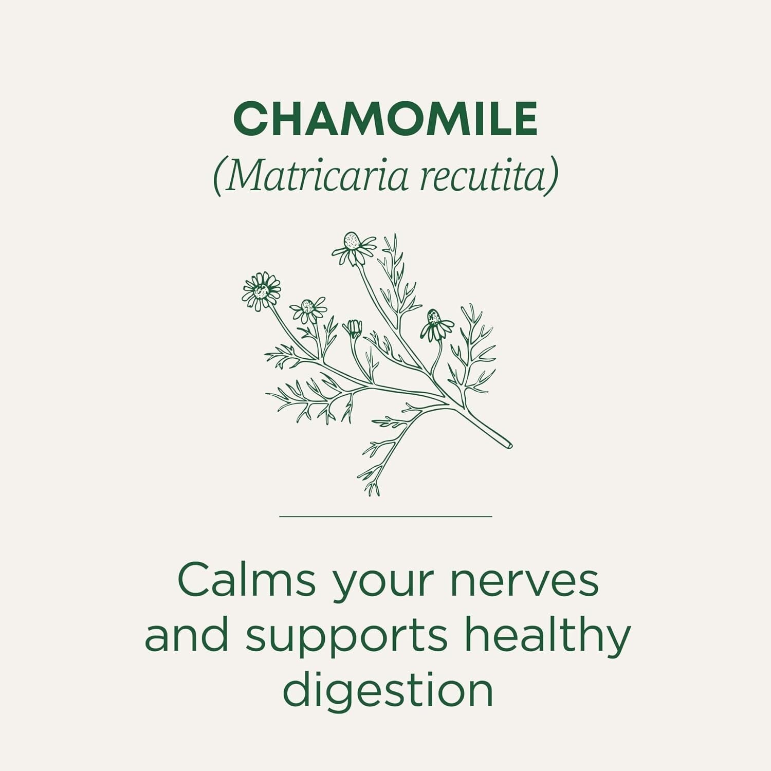 Sustainable Organic Chamomile Herbal Tea - 96 Bags, Calms Nerves & Digestion