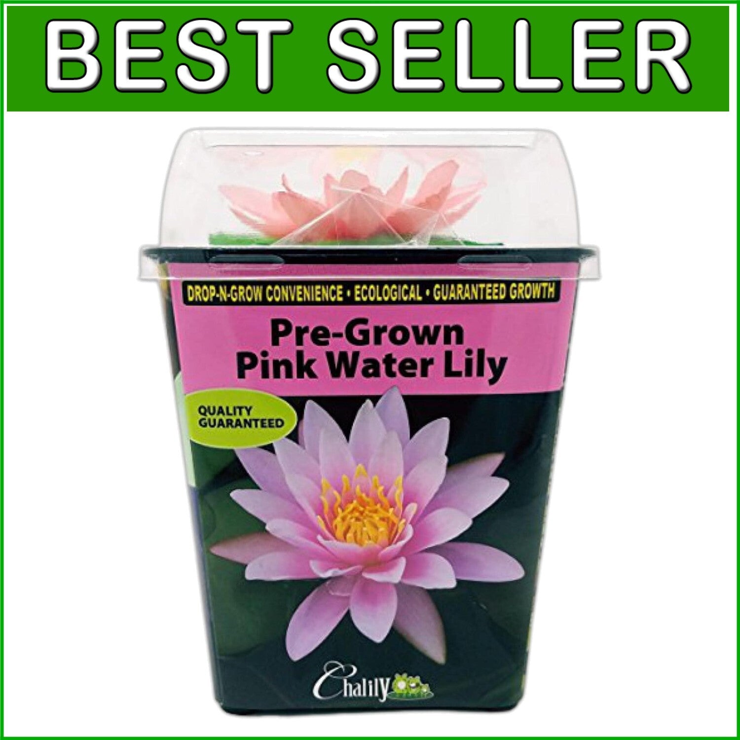 Live Water Lilies - Pink Flowering Rhizome Plant for Thriving Outdoor Spaces