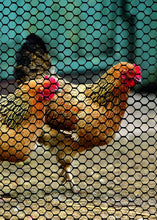 Load image into Gallery viewer, Versatile Poultry Fence 4' x 50' - Ideal for Runs and Caging Applications