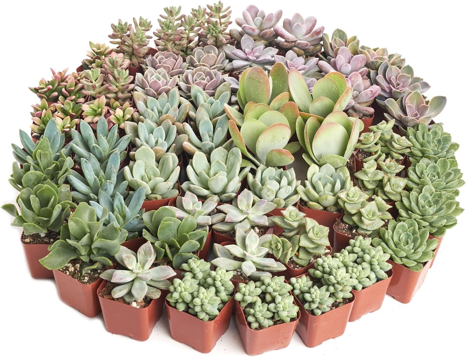 Stunning Pastel Succulent Collection - 64 Mini Plants, Gift Ready & Care Guide