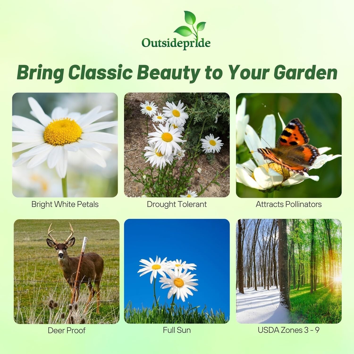 1 Lb. Shasta Daisy Seeds - Perennial, Deer Resistant & Drought Tolerant Flowers