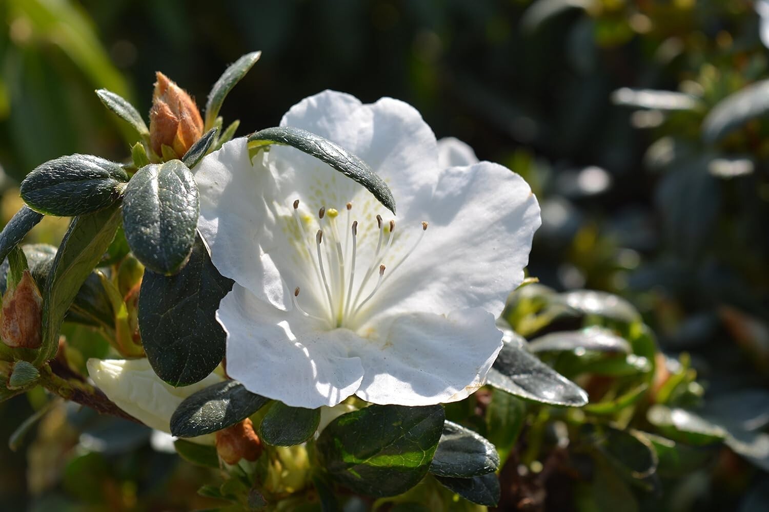 Dense-Growing Azalea with Lustrous Foliage - White Flowers for Stunning Gardens