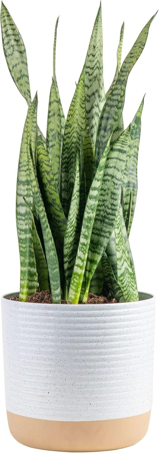 2-Foot Sansevieria - Live Indoor Snake Plant for Home Décor & Relaxation
