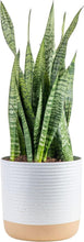 Load image into Gallery viewer, 2-Foot Sansevieria - Live Indoor Snake Plant for Home Décor &amp; Relaxation