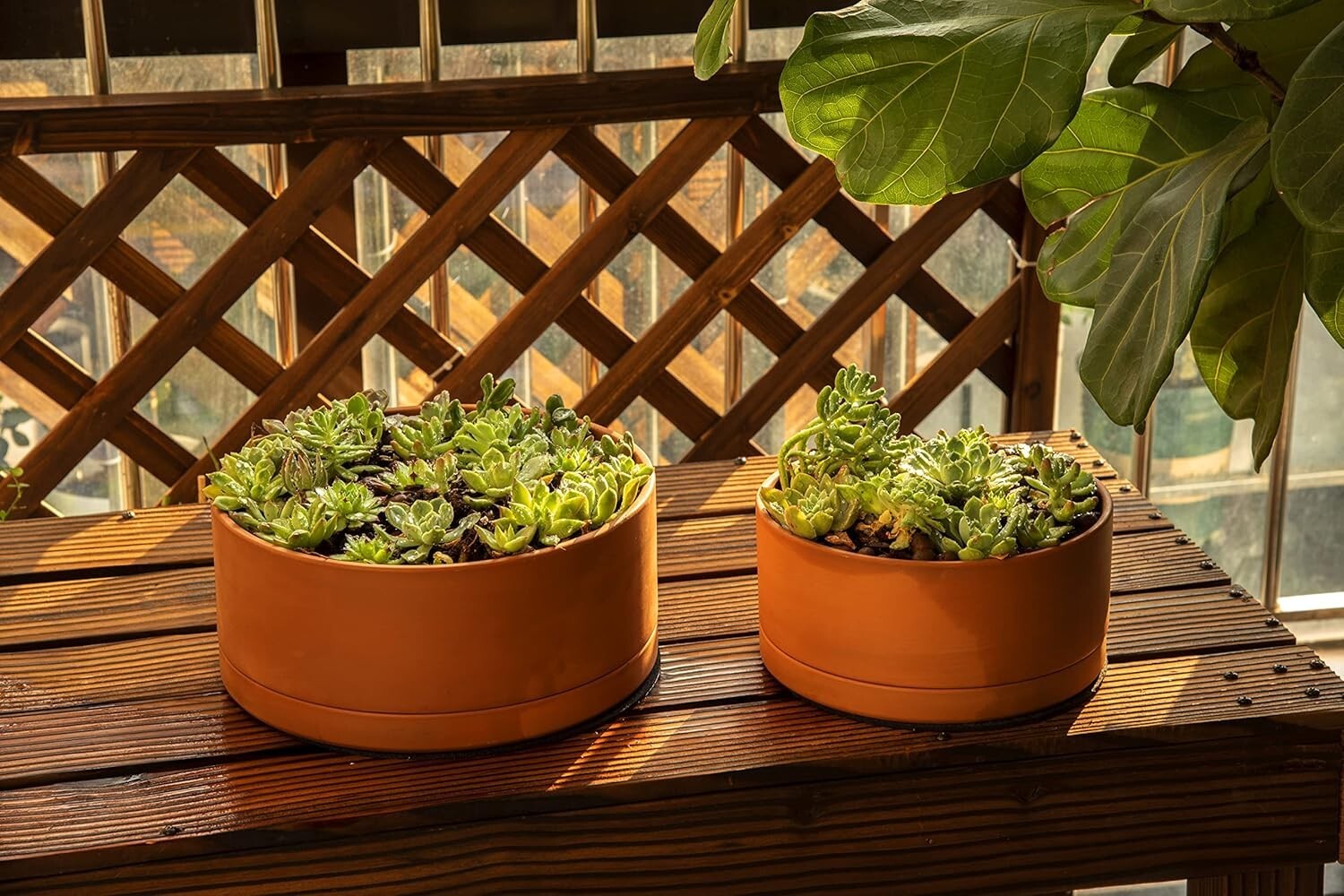 10-Inch Round Succulent Terracotta Pot with Drainage & Saucer – Elegant Choice