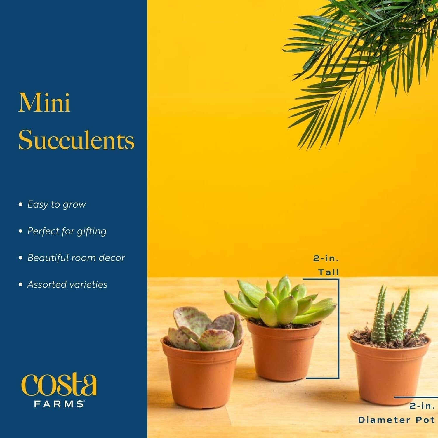 Assorted Mini Succulent Plants - Drought Tolerant Beauties for Any Occasion