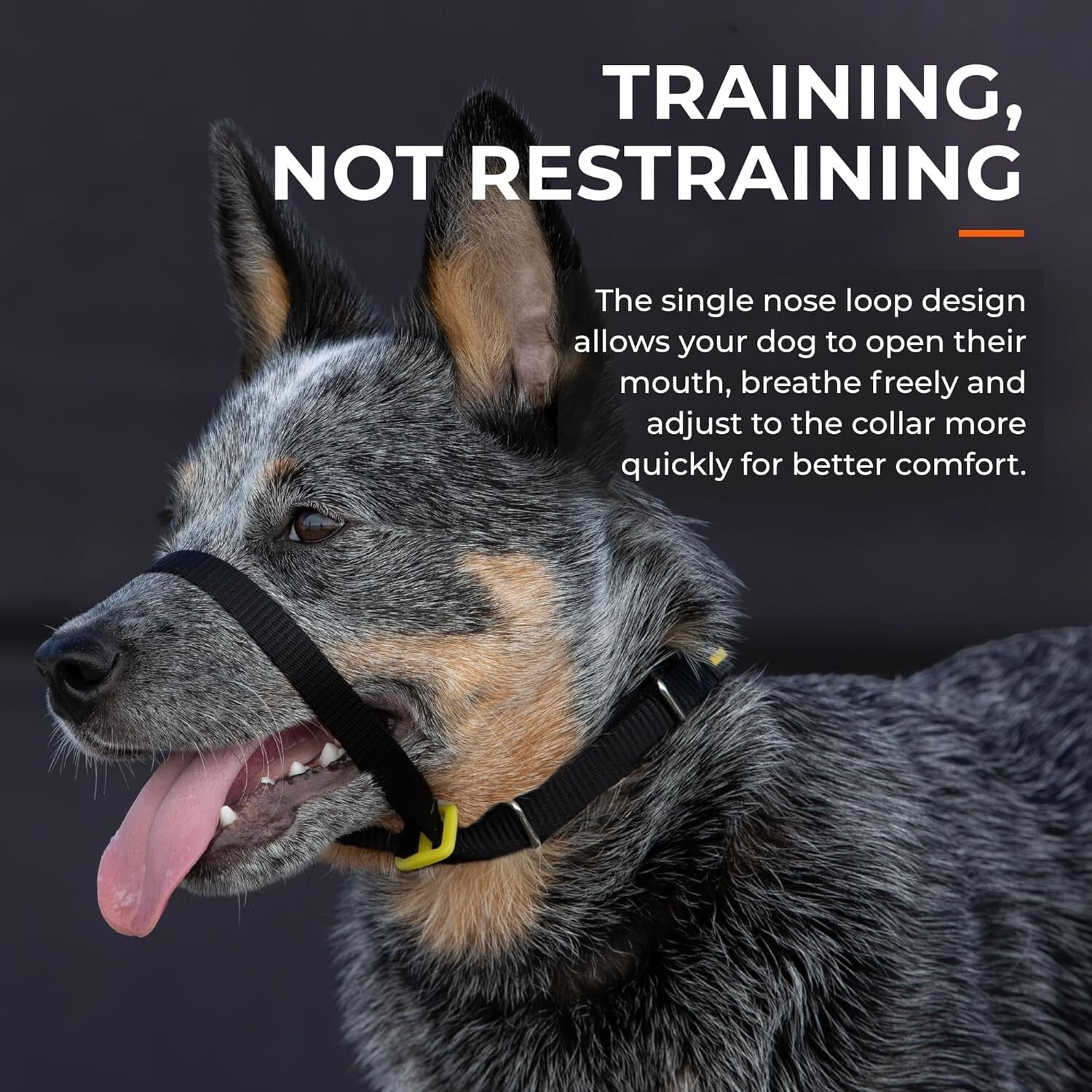 No-Pull Dog Collar for Stress-Free Walking - Gentle Head Collar in Blue, Size 2