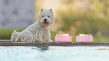 Load image into Gallery viewer, Set of 2 Non-Slip Stainless Steel Dog Bowls - 32 Oz Insulated &amp; Dishwasher Safe