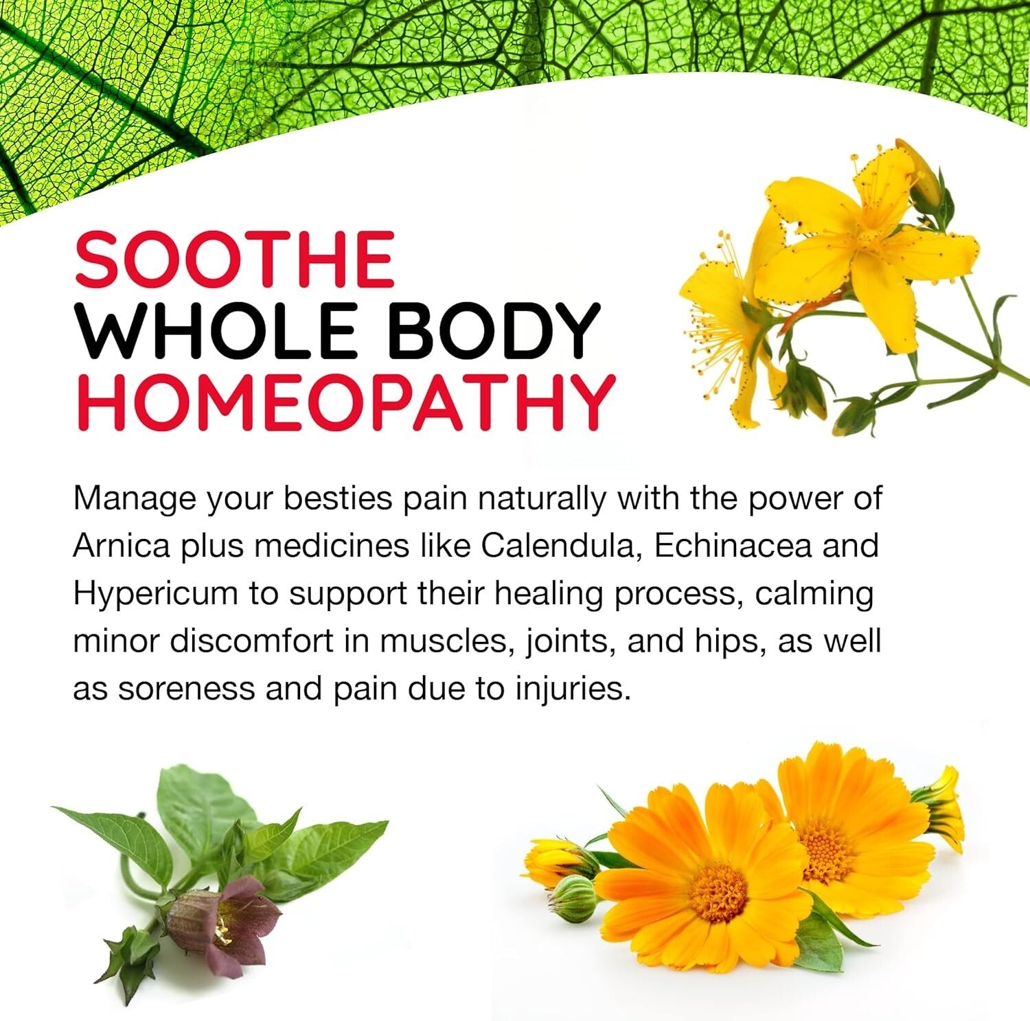 12 Powerful Natural Medicines for Pet Pain - Homeopathic Drops for Dogs & Cats