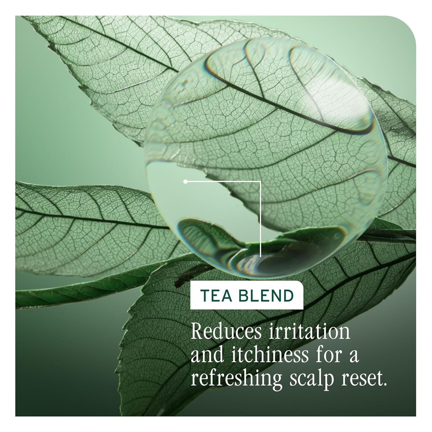 Gentle Scalp and Hair Conditioner - Nourishing Formula for Daily Use, 10.16oz