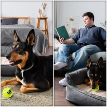 Load image into Gallery viewer, SGS Certified 50-Pack Squeaky Tennis Balls - Colorful Fun for Teething Puppies