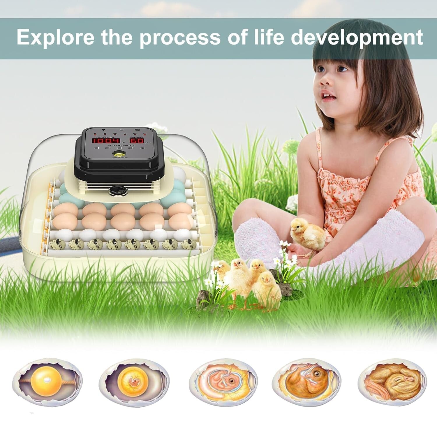 Efficient 35 Egg Incubator: Automatic Turning, Humidity Control & Visual Design