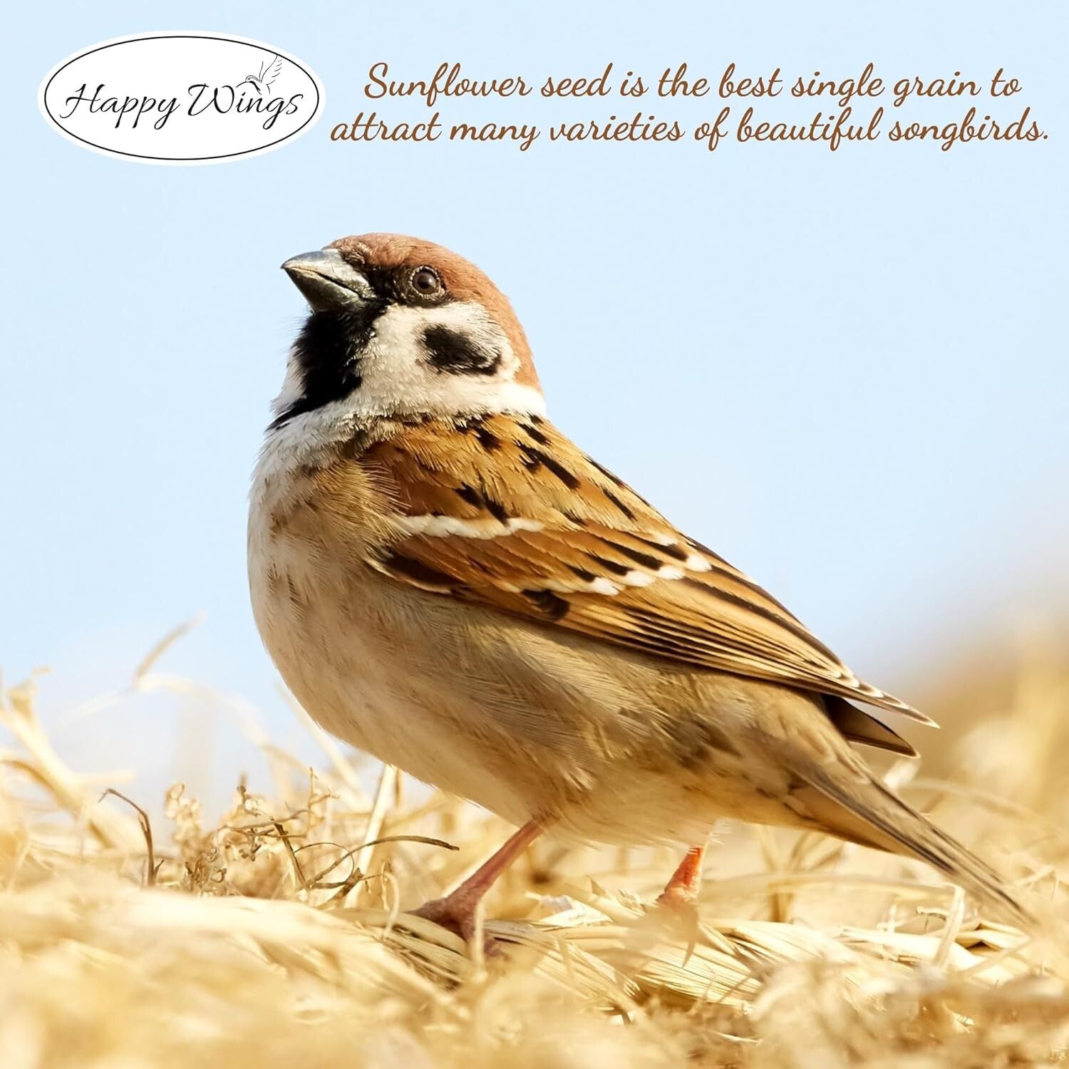 High-Protein 15 lbs Black Oil Sunflower Seeds - Year-Round Bird Care