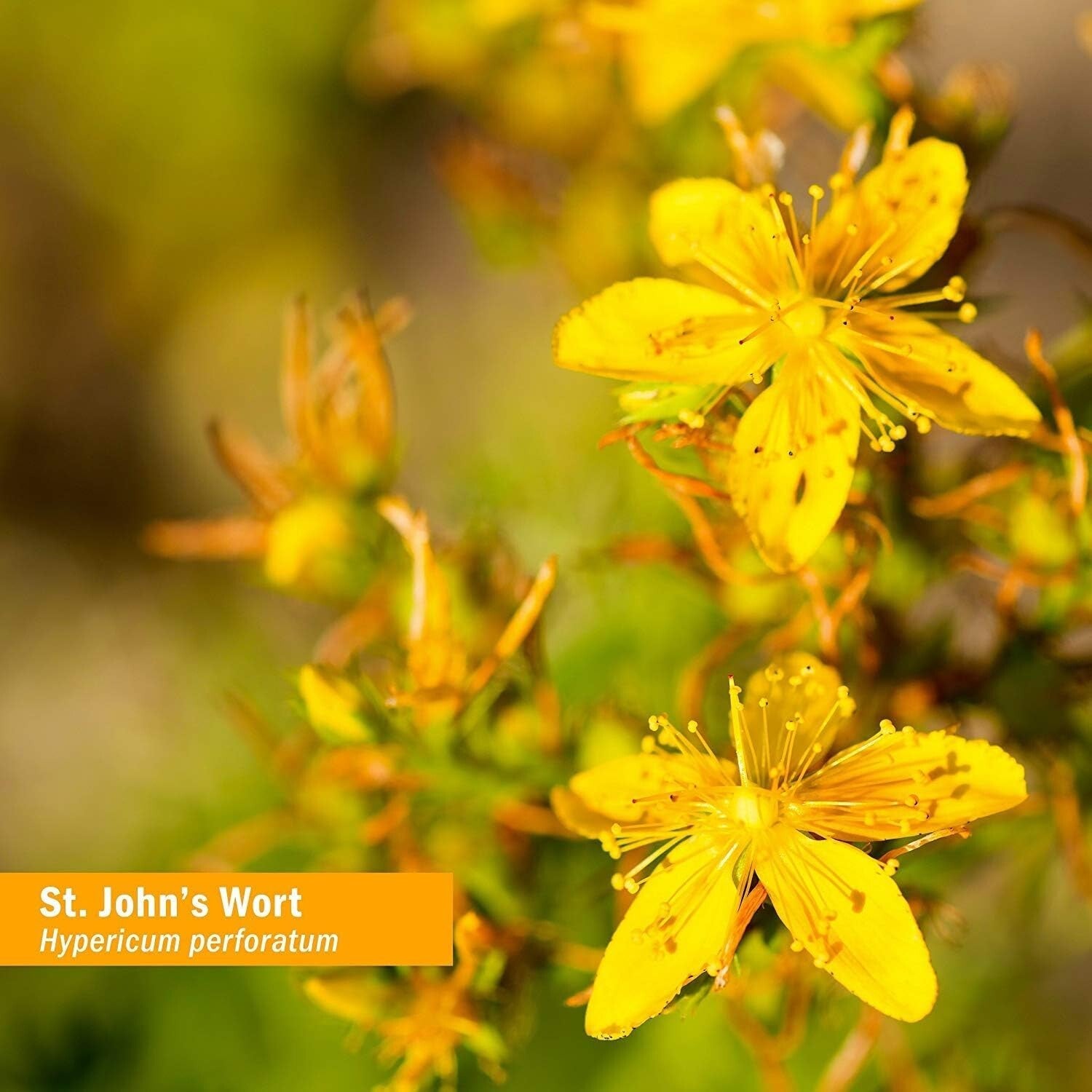 Sustainably Sourced St. John's Wort Liquid Extract - 4oz for Mood Enhancement