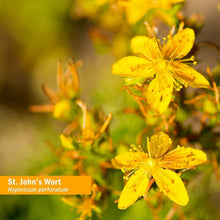 Load image into Gallery viewer, Sustainably Sourced St. John's Wort Liquid Extract - 4oz for Mood Enhancement