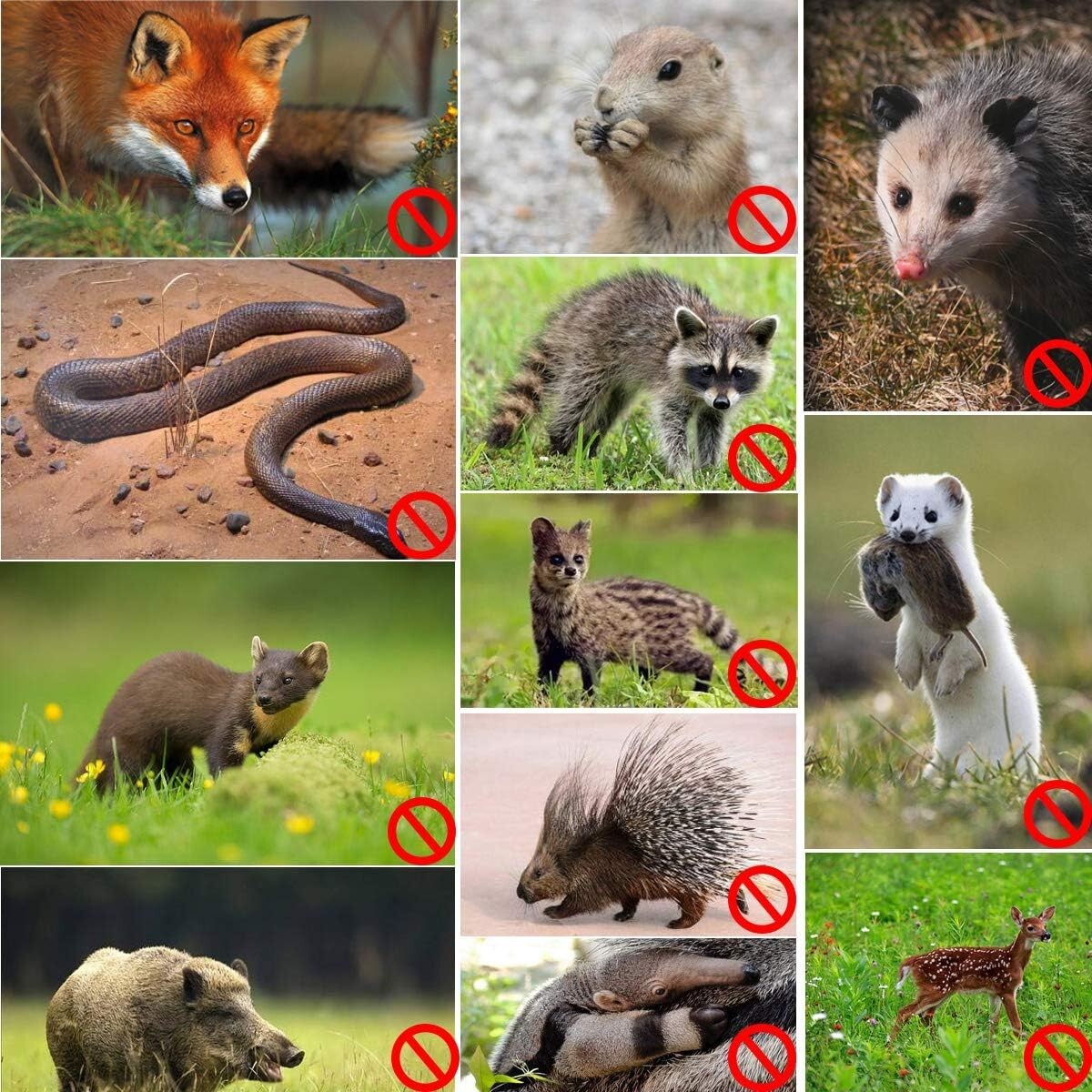 Premium 36''x50' Galvanized Wire Cloth Roll - Ideal for Chicken Coops & Gardens