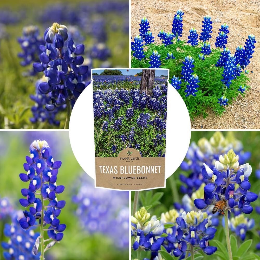 Bulk 1/4 Pound Bluebonnet Seeds - Over 4000 Fresh Wildflowers for Texas Gardens