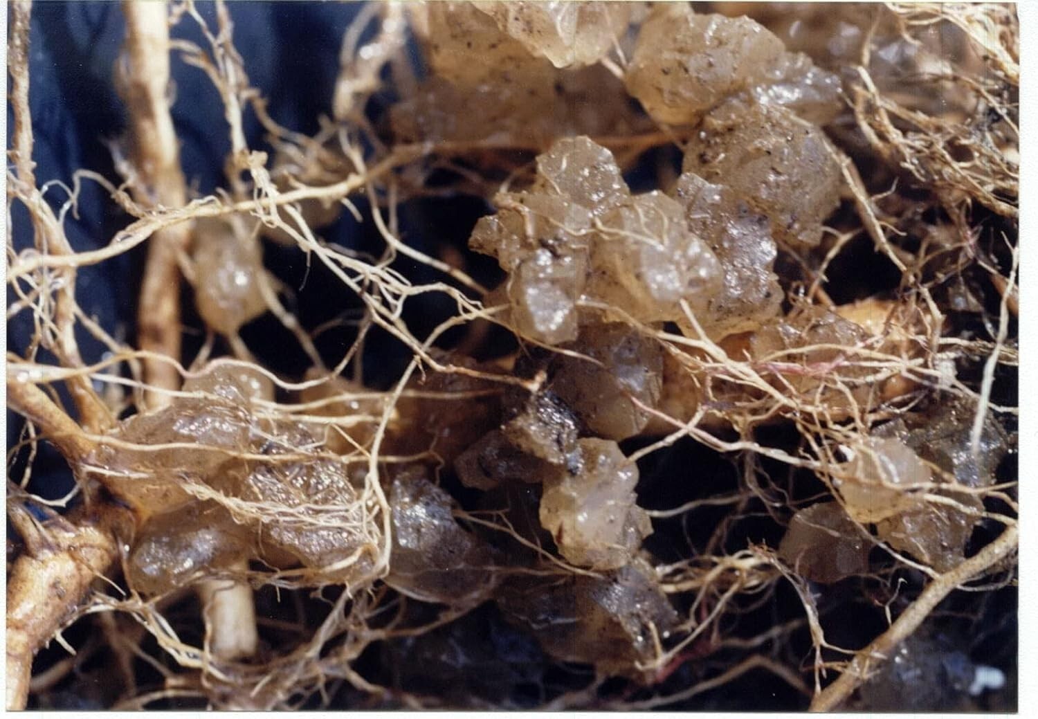 Indoor & Outdoor Plant Care Solution - 3 lb Granules Reduce Watering by 50%