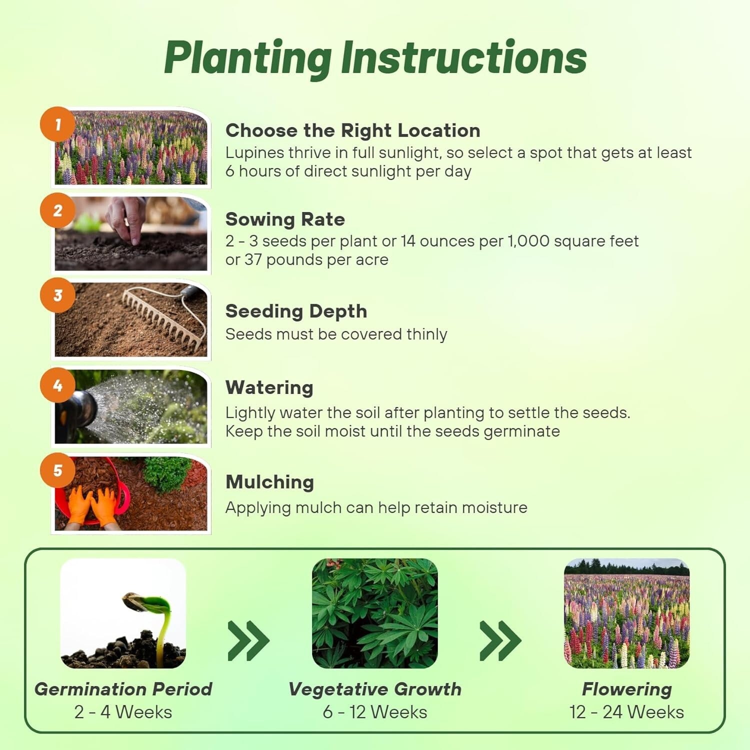 1 lb Mixed Russell Lupine Seeds - Perennial Wildflowers for Pollinator Gardens