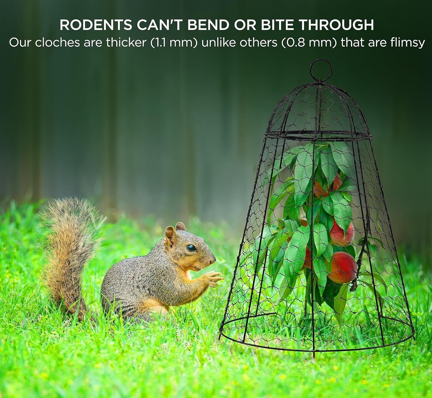 12x20 Inch Rustproof Garden Cloches - Pack of 6 for Ultimate Plant Protection