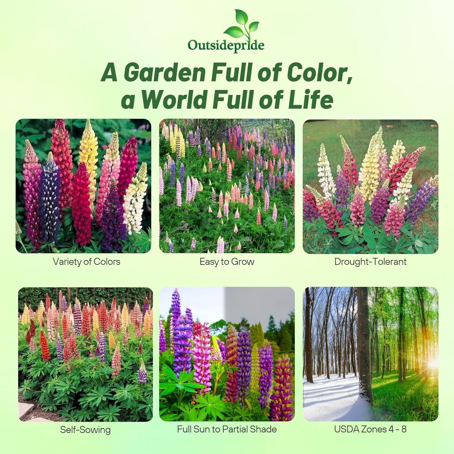 1 lb Mixed Russell Lupine Seeds - Perennial Wildflowers for Pollinator Gardens