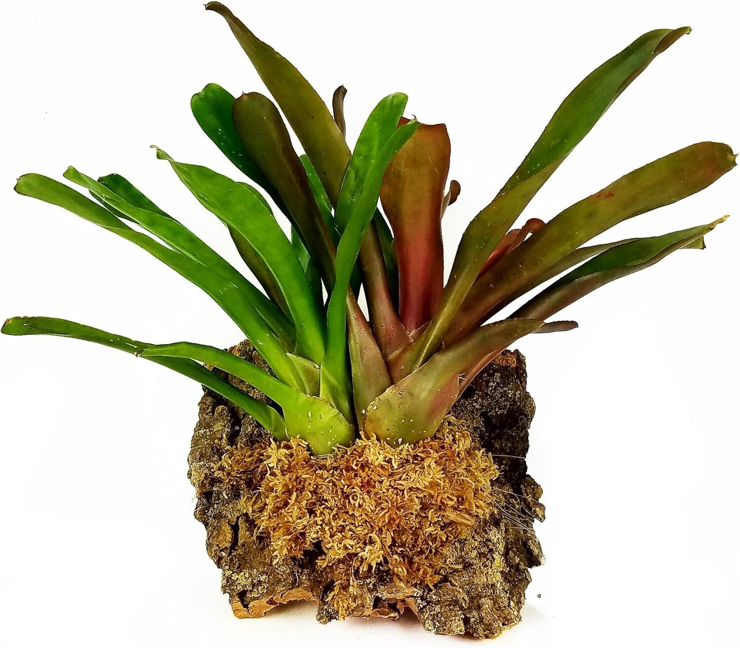 1 kg Tan New Zealand Sphagnum Moss - Superior Water Retention for Optimal Growth