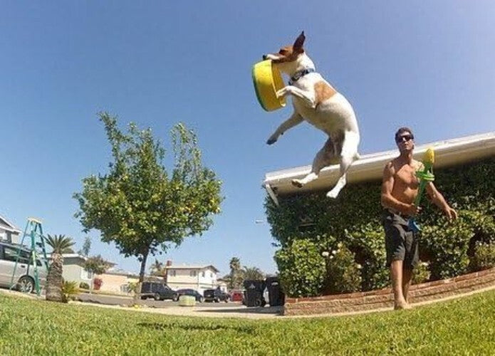 Quickly Exercise Your Dog: Value Pack Flying Ring Launcher & 6 EVA Foam Rings