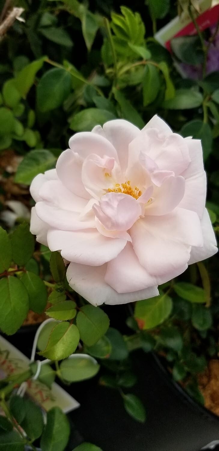 Enchanting Rosa 'New Dawn' Climbing Rose - Double Blooms & Butterfly Attraction