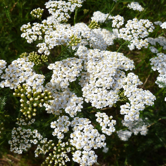 GMO-Free Wildflower Seeds - 1 lb Achillea Millefolium Yarrow for Outdoor Gardens