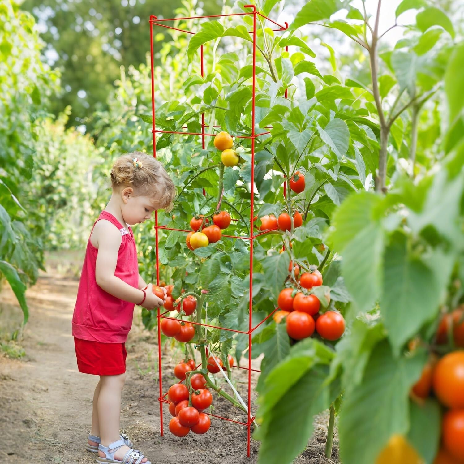 Rust-Resistant 6-Pack Tomato Cages - 57-Inch Metal Support for Climbing Plants