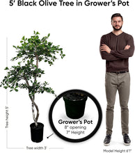 Load image into Gallery viewer, Natural-Looking 5ft Black Olive Leaf Tree - Supporting Sustainability Efforts