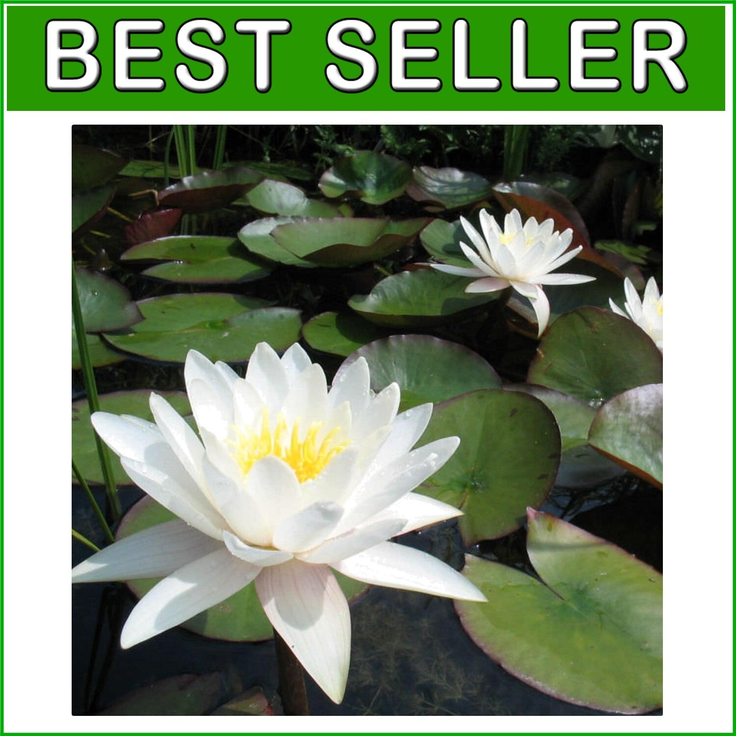 Elegant Aquatic Plants - Real Water Lilies for Garden Ecosystem Enrichment