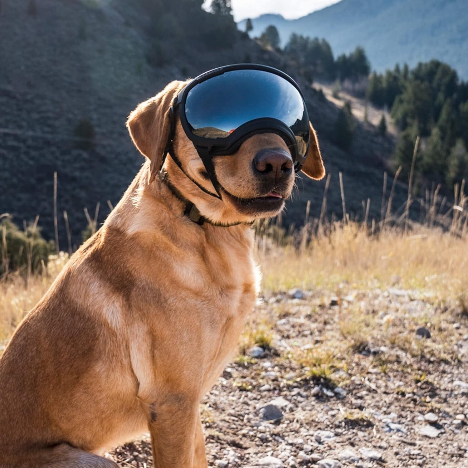 V2 X-Large Dog Goggles in Black - Protective Eyewear for Active Pups