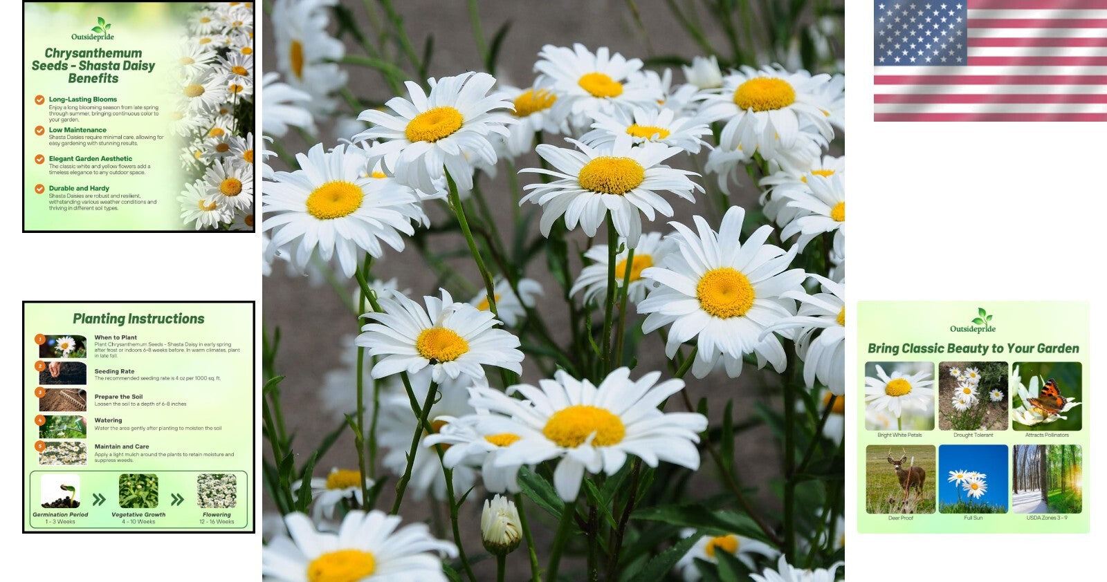 1 Lb. Shasta Daisy Seeds - Perennial, Deer Resistant & Drought Tolerant Flowers