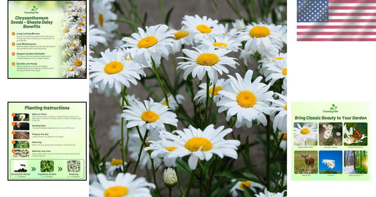 1 Lb. Shasta Daisy Seeds - Perennial, Deer Resistant & Drought Tolerant Flowers