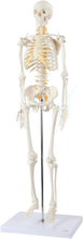 Load image into Gallery viewer, Lightweight 31" Mini Skeleton Anatomy Model - Perfect for Halloween or Classroom
